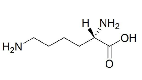 賴氨酸在身體中起到的作用